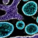 La OMS en SHOCK por el virus mortal Nipah: cómo se contagia y cuáles son sus síntomas