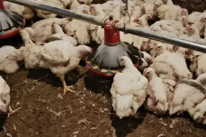 Se agrava la crisis en Granja Tres Arroyos: miles de pollos podrían morir en horas