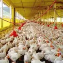GRIPE AVIAR: Argentina cierra exportaciones tras confirmar nuevo brote masivo
