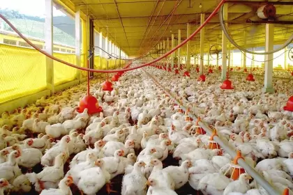 Granja Tres Arroyos: cheques rechazados por $7.000 millones y 200 productores en alerta