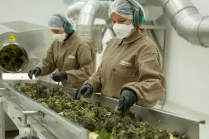 Cannava busca US$ 15 millones para triplicar producción