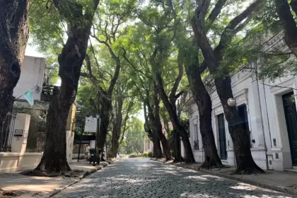 Ni el jacarandá ni el ceibo.El Censo de San Isidro reveló qué especie domina el 17% del distrito.