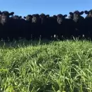 La paradoja agroindustrial argentina: potencia productiva, debilidad institucional