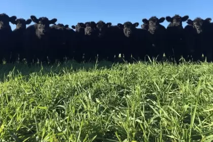 La paradoja agroindustrial argentina: potencia productiva, debilidad institucional