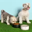 Por qué Stanley ahora quiere estar en la vida de tu mascota (y no es lo que imaginás)