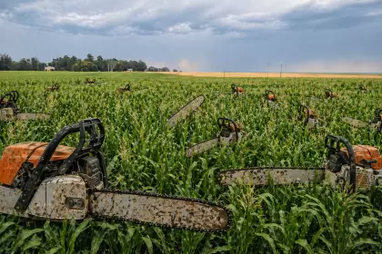 La motosierra llega al campo