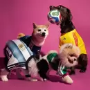Adidas lanzó una colección inédita de camisetas para perros de cara al Mundial: cuánto cuestan
