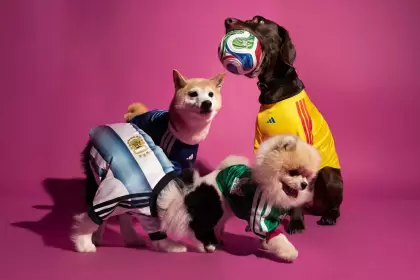 La nueva línea de Adidas incluye las camisetas oficiales de Argentina, México, Japón y Colombia adaptadas para mascotas