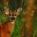 ¿Cómo trabaja Forestal Arauco? La naturaleza como base de una estrategia