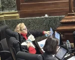 Los diputados porteños crearon el Registro de Donantes Voluntarios de Sangre de Caninos y Felinos