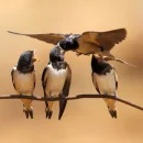 "Señor, una sola golondrina no hace verano"