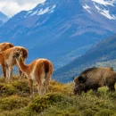 CARNE DE JABALÍ Y GUANACO EN LAS CARNICERÍAS: la provincia que quiere habilitar su venta
