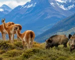 Quieren vender carne de jabalí y guanaco en el mercado formal